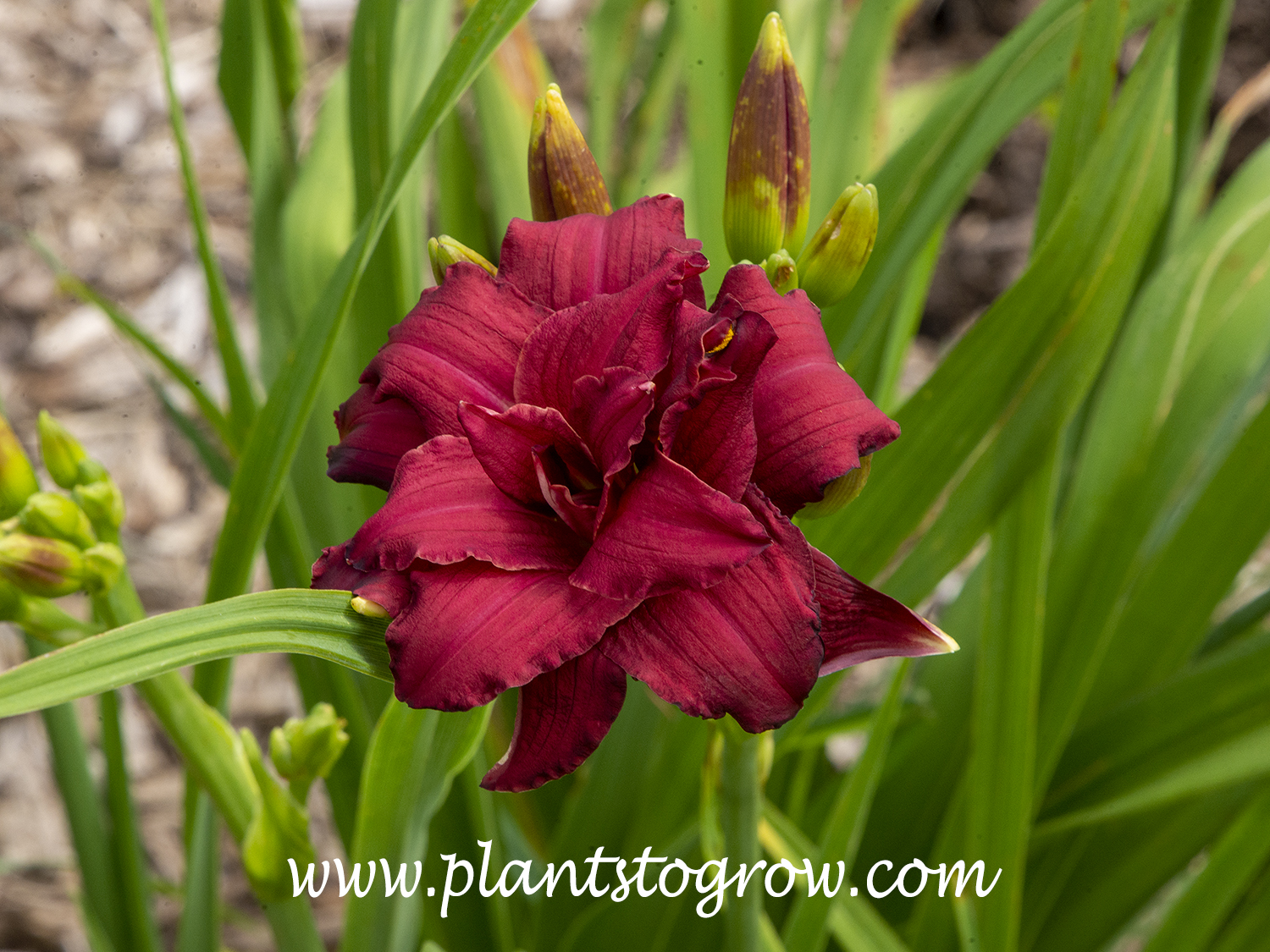 Double Pardon Me' Daylily (Hemerocallis)
A double version o fthe single Pardom Me